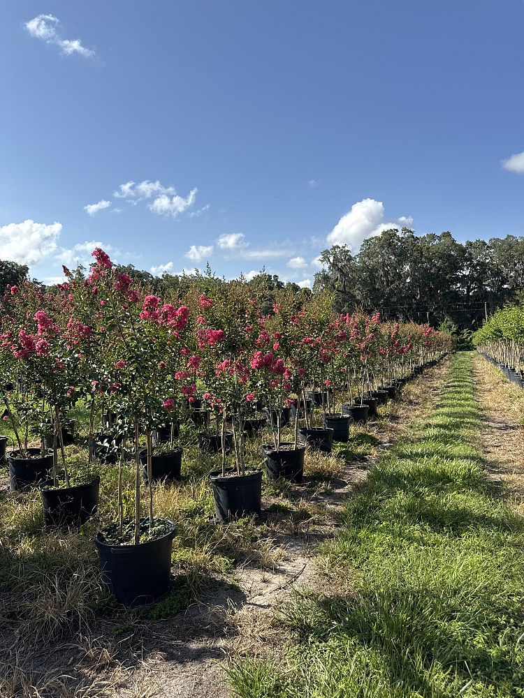lagerstroemia-fauriei-tuscarora-japanese-crape-myrtle