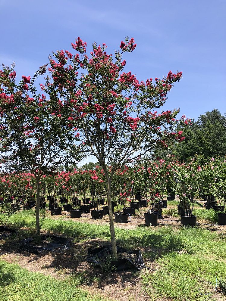 lagerstroemia-fauriei-tuscarora-japanese-crape-myrtle