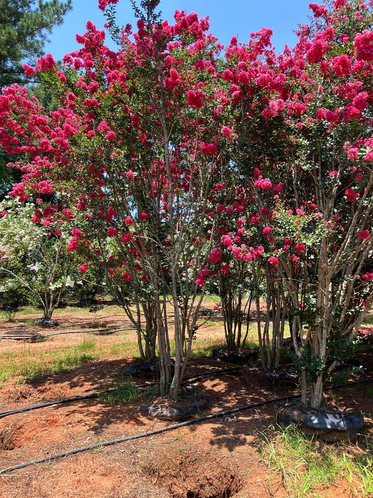 lagerstroemia-fauriei-tuscarora-japanese-crape-myrtle