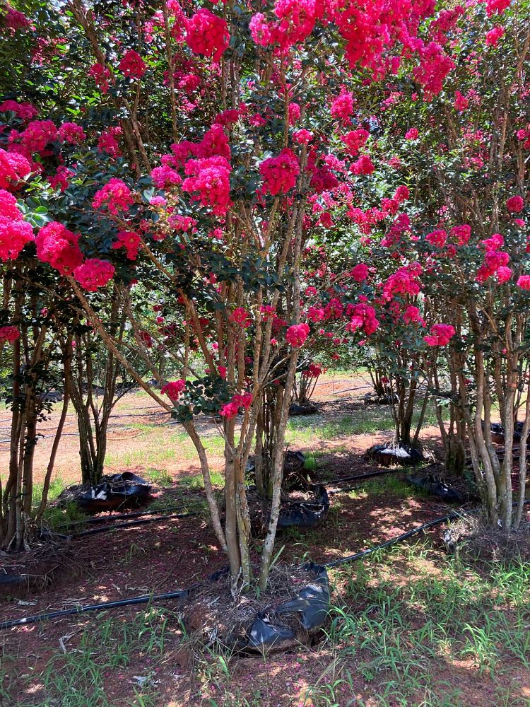 lagerstroemia-fauriei-tuscarora-japanese-crape-myrtle