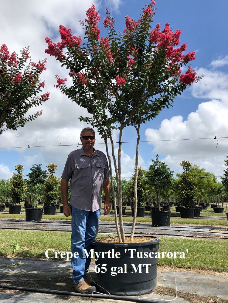 lagerstroemia-fauriei-tuscarora-japanese-crape-myrtle