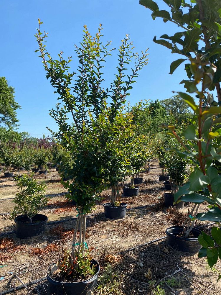 lagerstroemia-fauriei-tuscarora-japanese-crape-myrtle