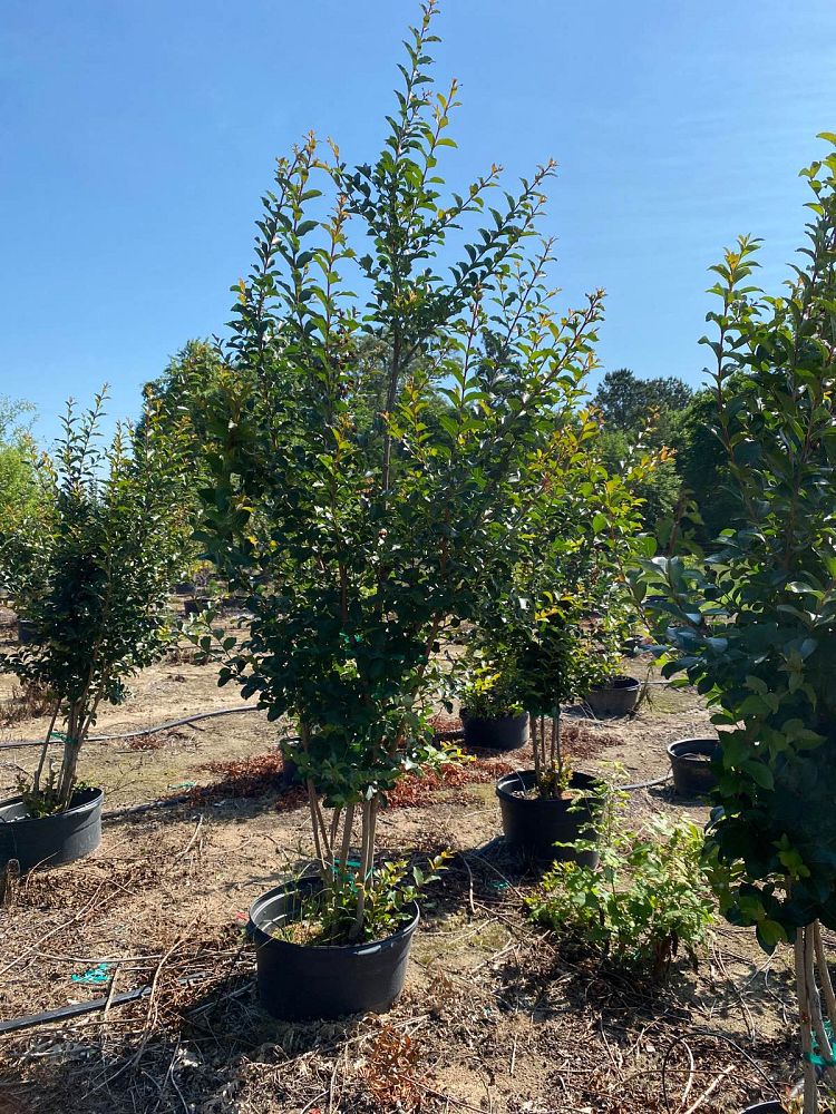 lagerstroemia-fauriei-tuscarora-japanese-crape-myrtle