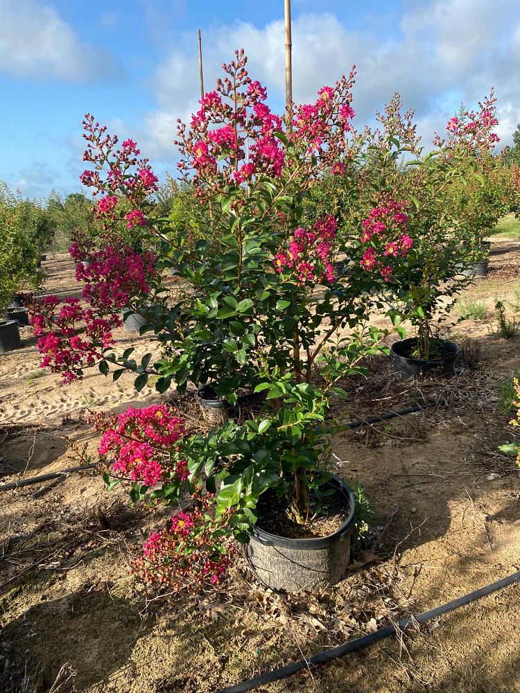 lagerstroemia-fauriei-tuscarora-japanese-crape-myrtle