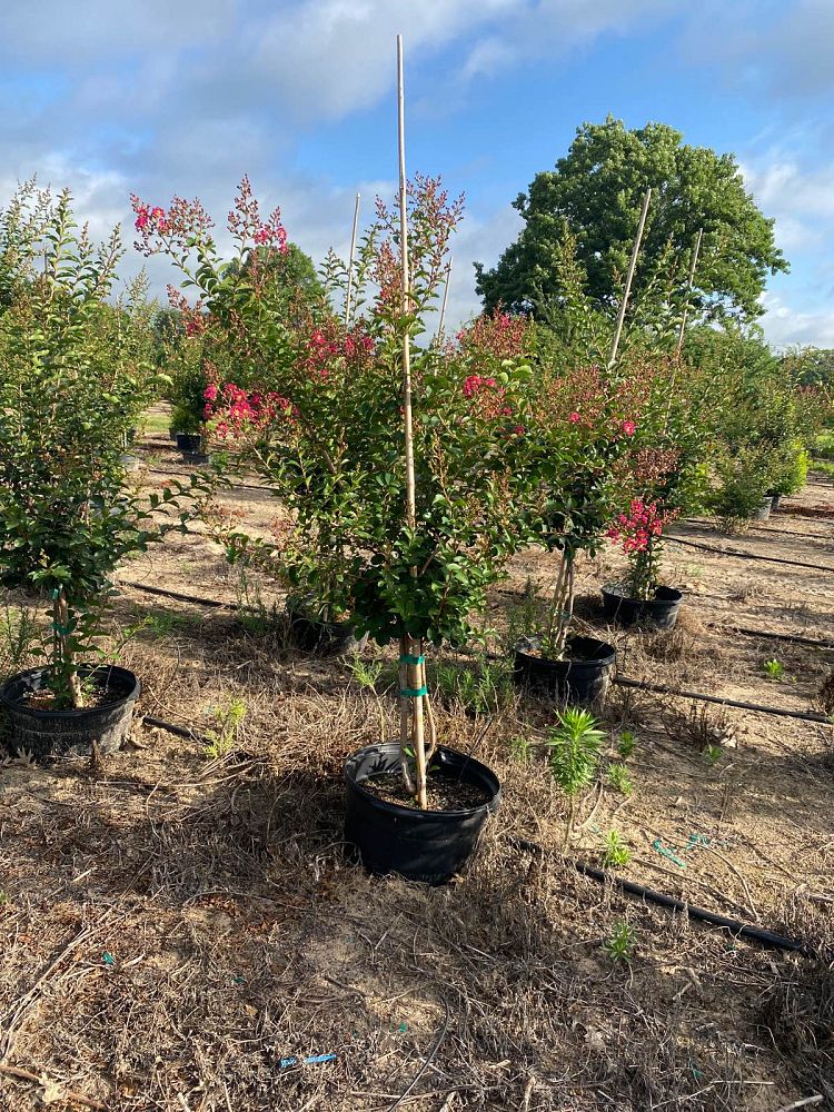 lagerstroemia-fauriei-tuscarora-japanese-crape-myrtle