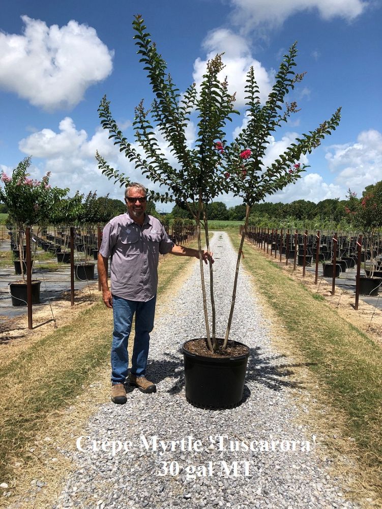 lagerstroemia-fauriei-tuscarora-japanese-crape-myrtle