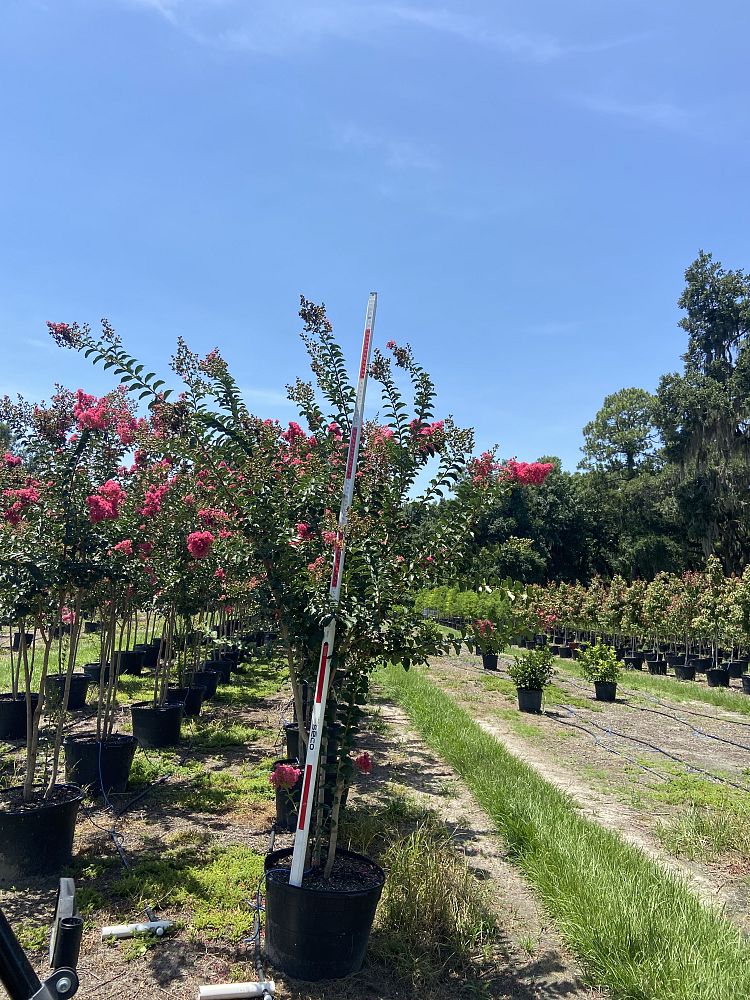 lagerstroemia-fauriei-tuscarora-japanese-crape-myrtle