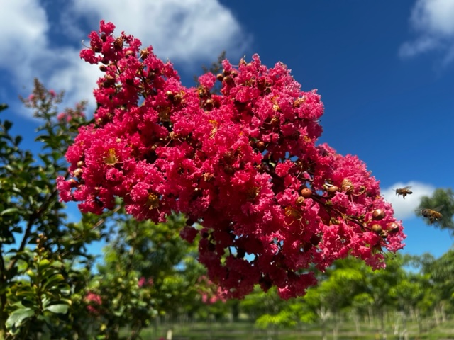 lagerstroemia-fauriei-tuscarora-japanese-crape-myrtle