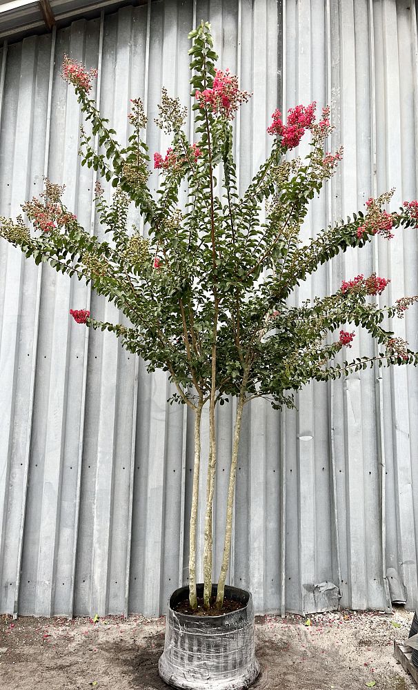 lagerstroemia-fauriei-tuscarora-japanese-crape-myrtle