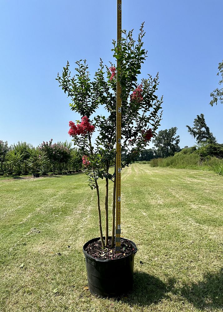 lagerstroemia-fauriei-tuscarora-japanese-crape-myrtle
