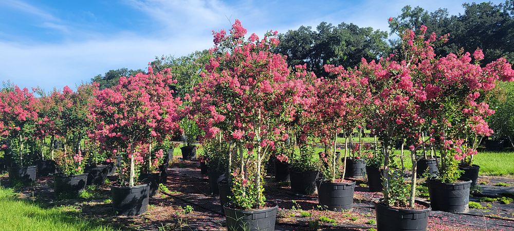 lagerstroemia-fauriei-tuscarora-japanese-crape-myrtle