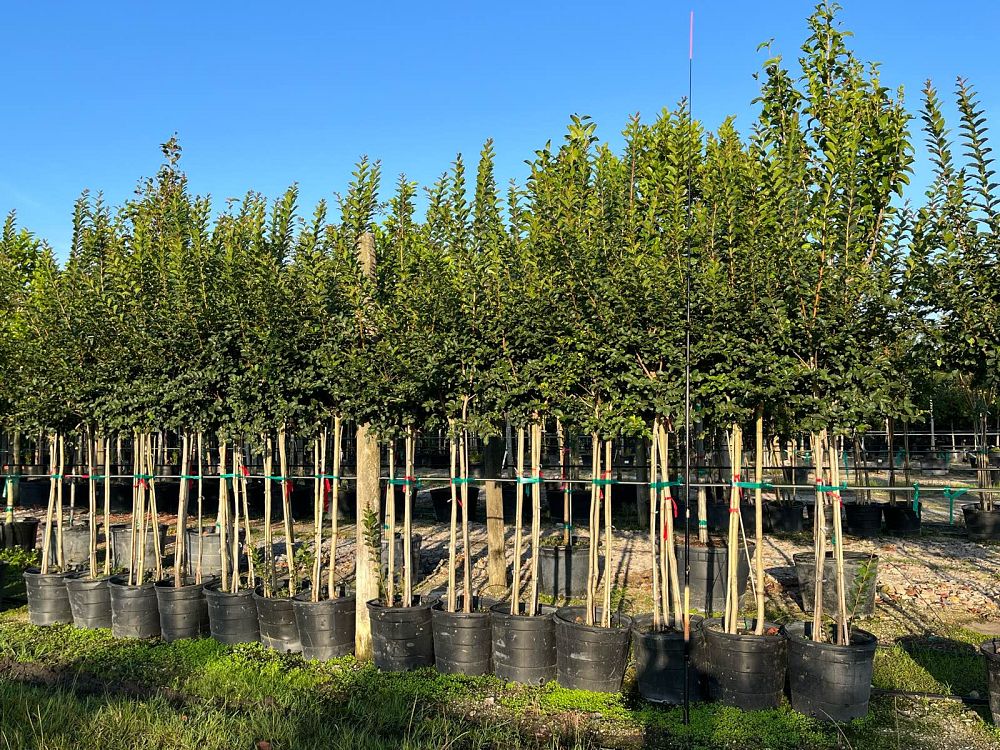 lagerstroemia-fauriei-tuscarora-japanese-crape-myrtle