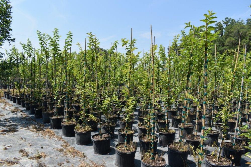 lagerstroemia-fauriei-tuscarora-japanese-crape-myrtle
