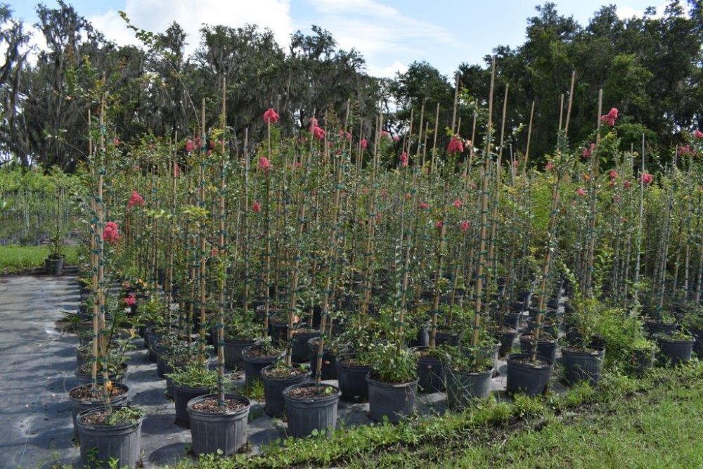 lagerstroemia-fauriei-tuscarora-japanese-crape-myrtle