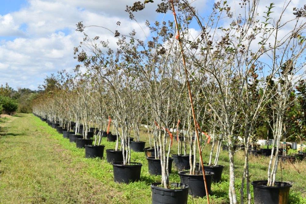 lagerstroemia-fauriei-tuscarora-japanese-crape-myrtle