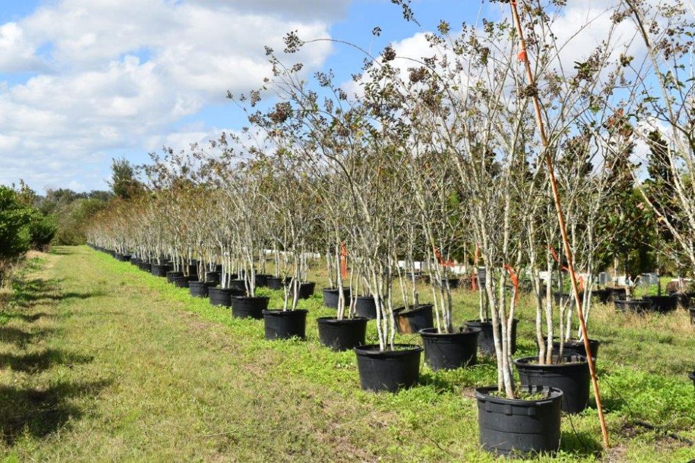 lagerstroemia-fauriei-tuscarora-japanese-crape-myrtle
