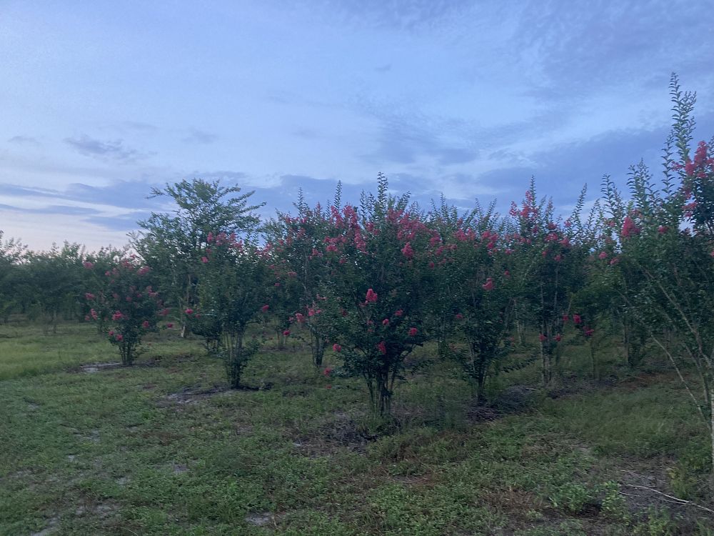 lagerstroemia-fauriei-tuscarora-japanese-crape-myrtle