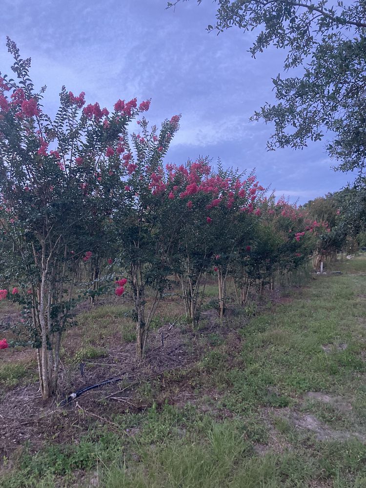 lagerstroemia-fauriei-tuscarora-japanese-crape-myrtle