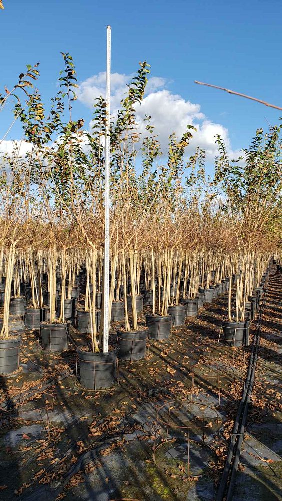 lagerstroemia-fauriei-tuscarora-japanese-crape-myrtle