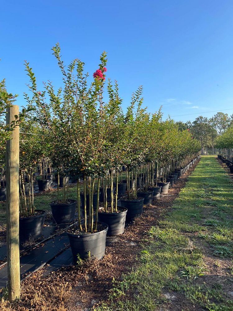 lagerstroemia-fauriei-tuscarora-japanese-crape-myrtle