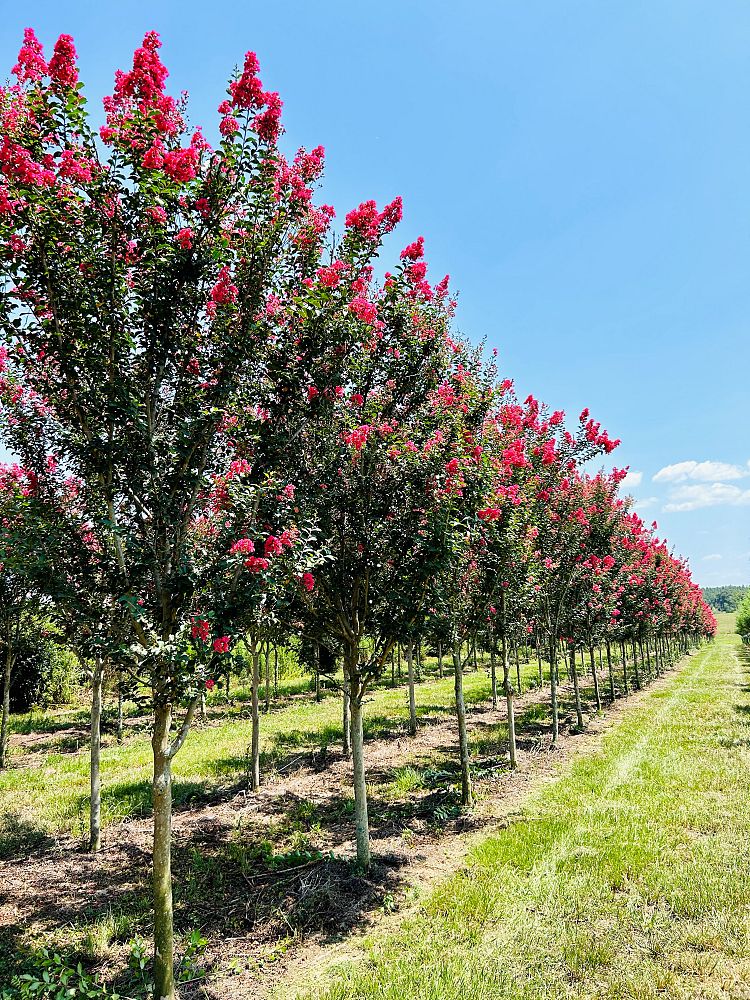 lagerstroemia-fauriei-tuscarora-japanese-crape-myrtle
