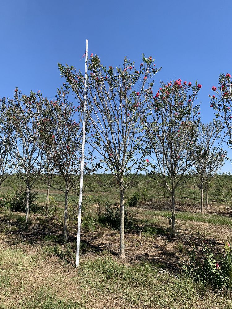 lagerstroemia-fauriei-tuscarora-japanese-crape-myrtle