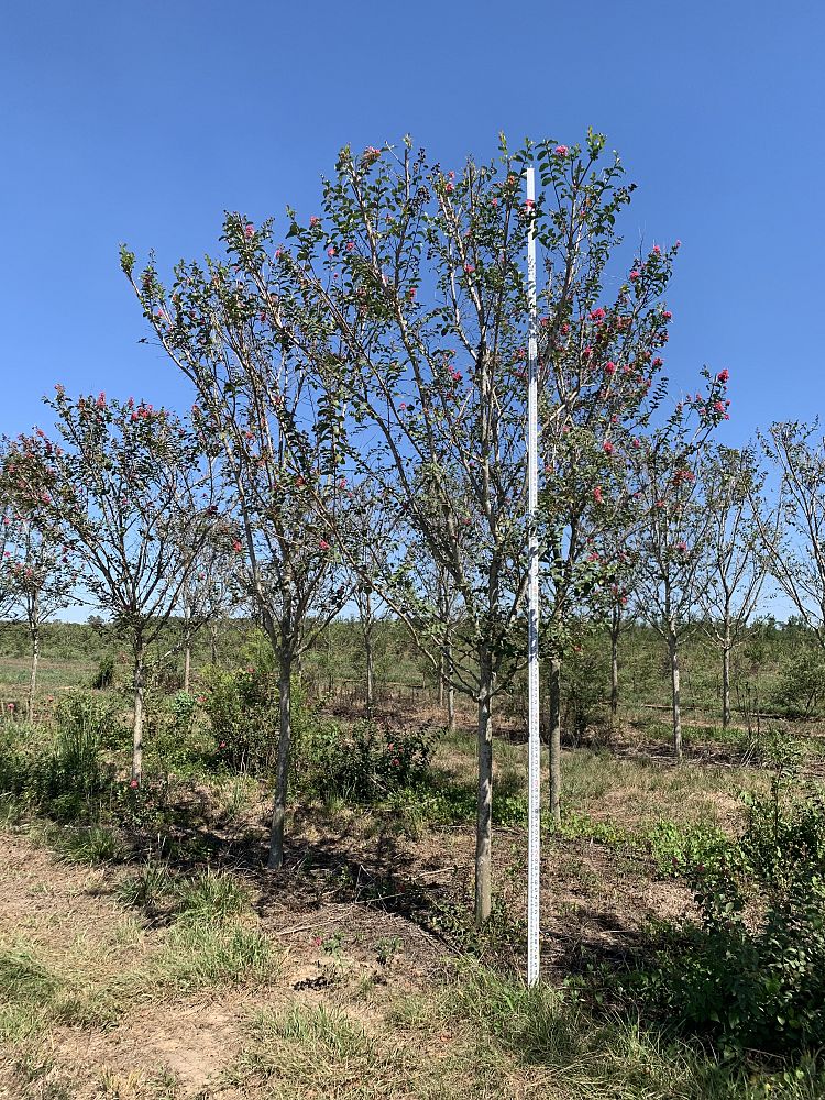 lagerstroemia-fauriei-tuscarora-japanese-crape-myrtle