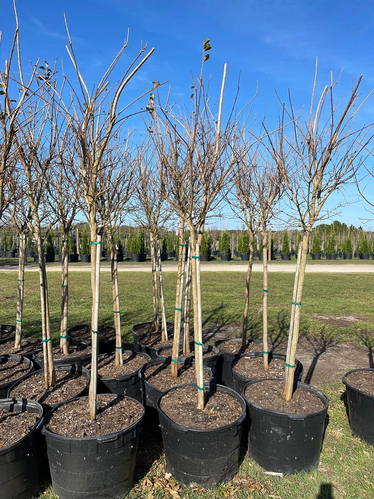 lagerstroemia-fauriei-tuscarora-japanese-crape-myrtle