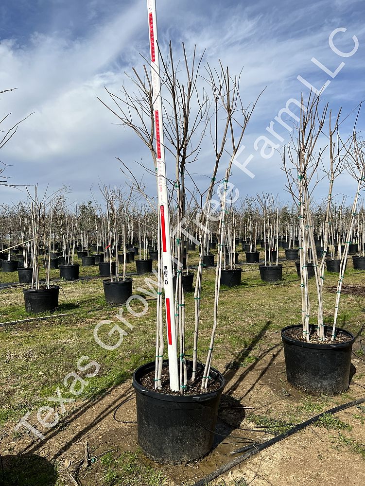 lagerstroemia-fauriei-tuscarora-japanese-crape-myrtle