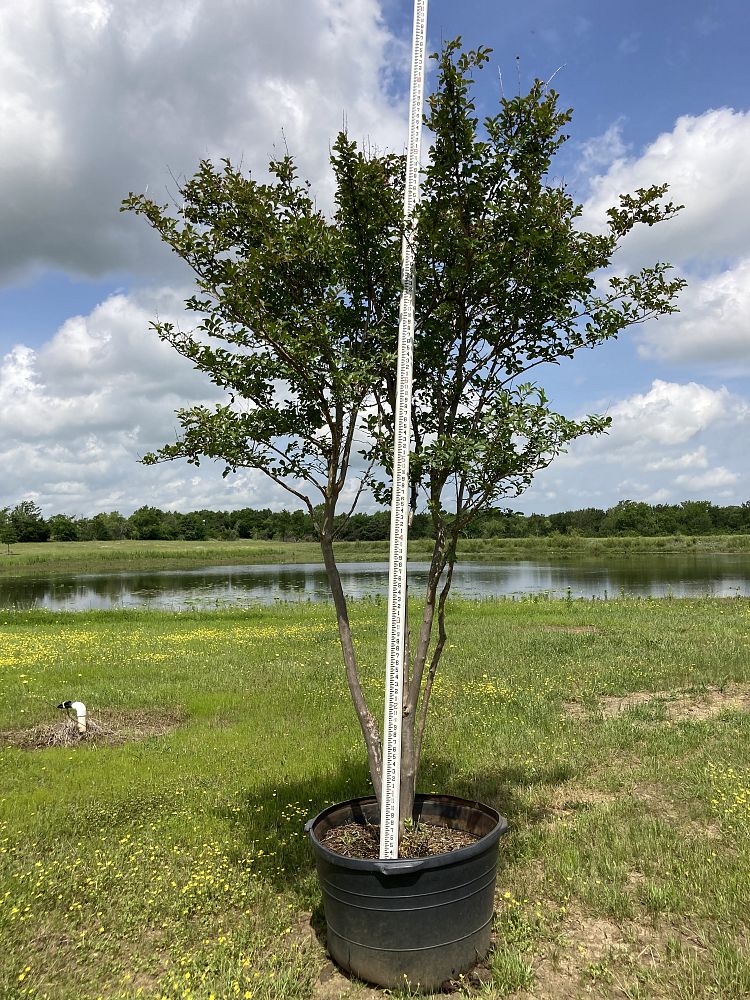 lagerstroemia-fauriei-tuscarora-japanese-crape-myrtle