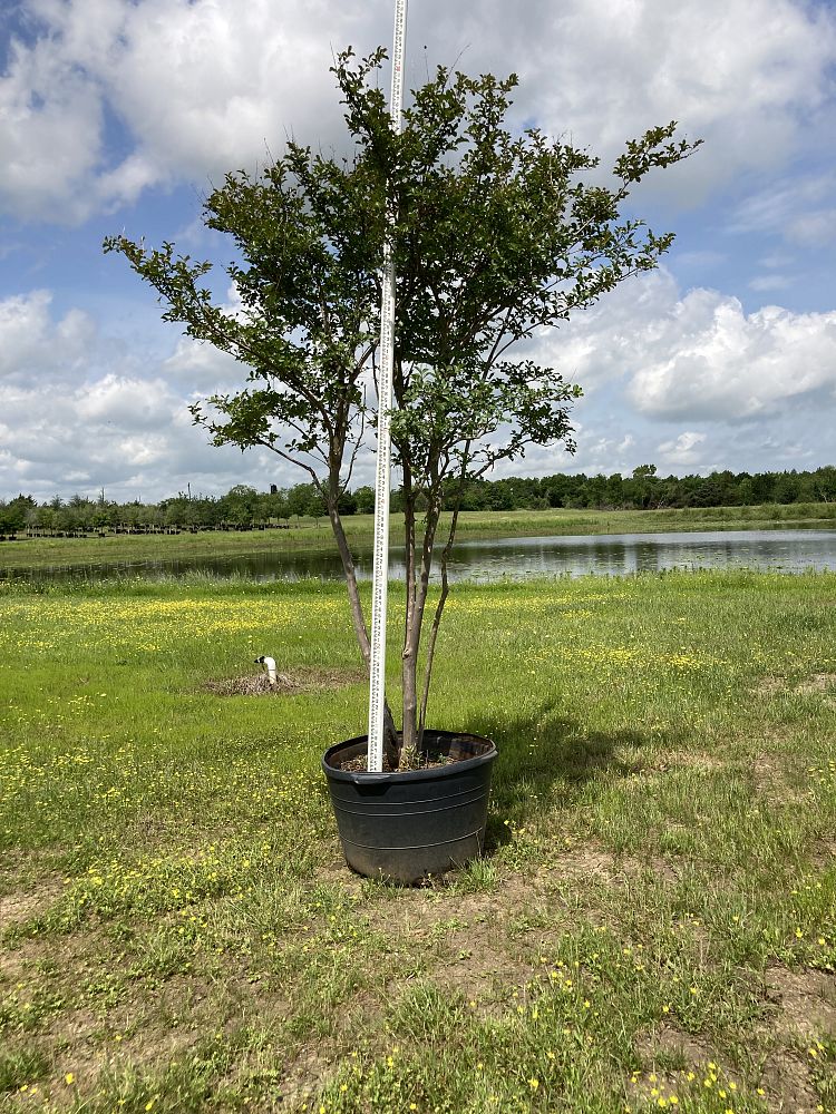lagerstroemia-fauriei-tuscarora-japanese-crape-myrtle