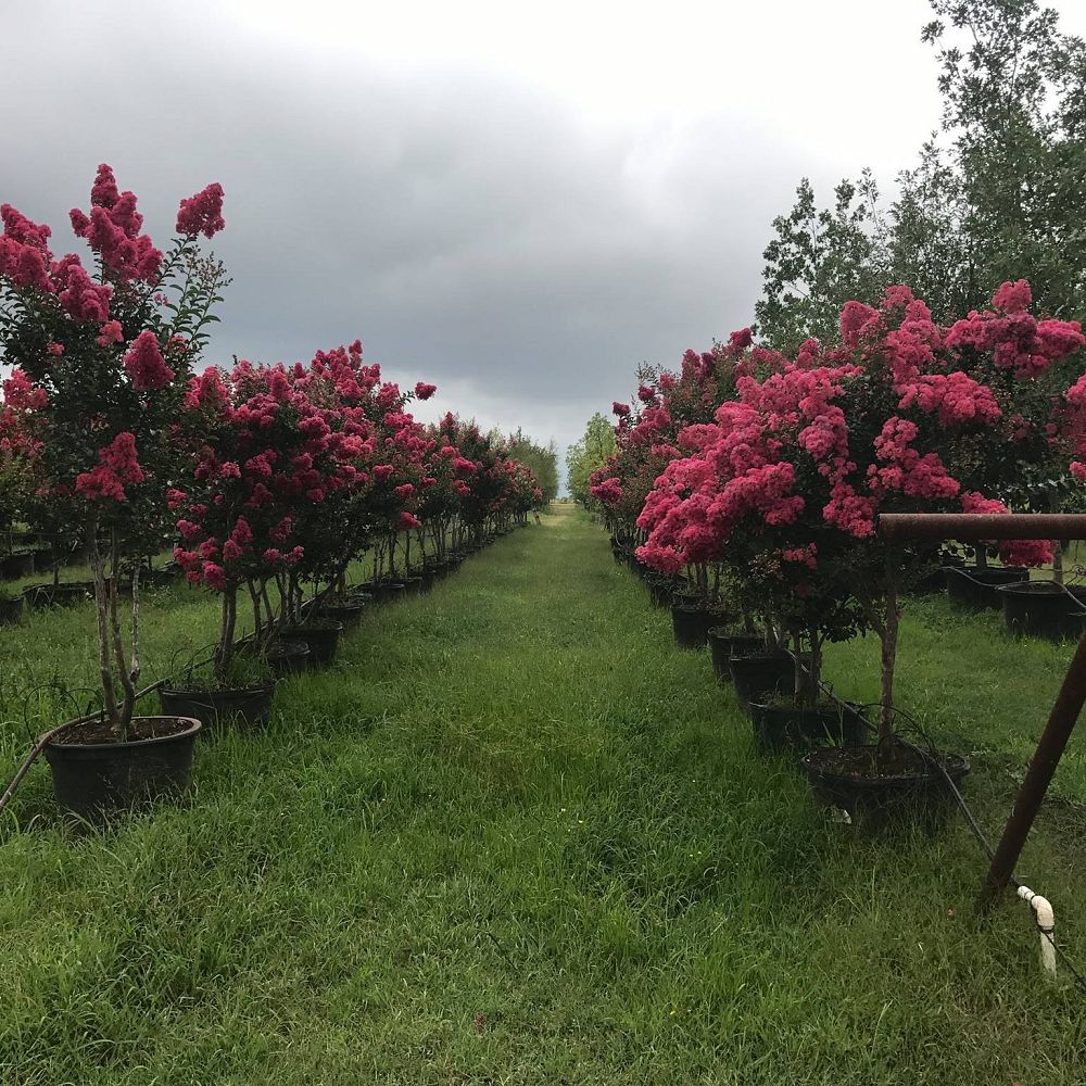 lagerstroemia-fauriei-tuscarora-japanese-crape-myrtle