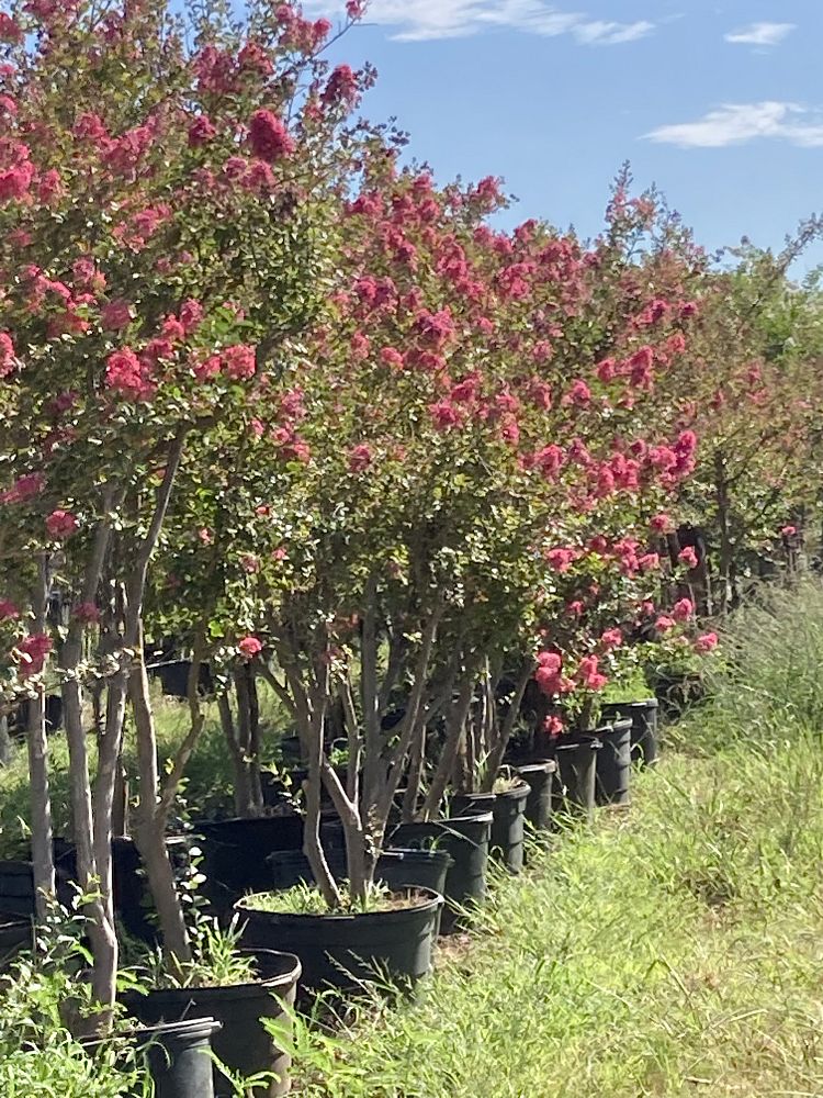 lagerstroemia-fauriei-tuscarora-japanese-crape-myrtle