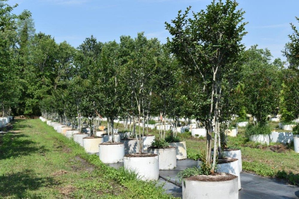 lagerstroemia-fauriei-tuscarora-japanese-crape-myrtle