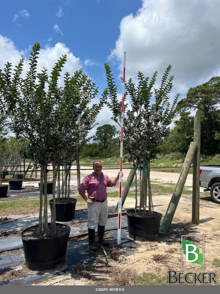 lagerstroemia-fauriei-tuscarora-japanese-crape-myrtle