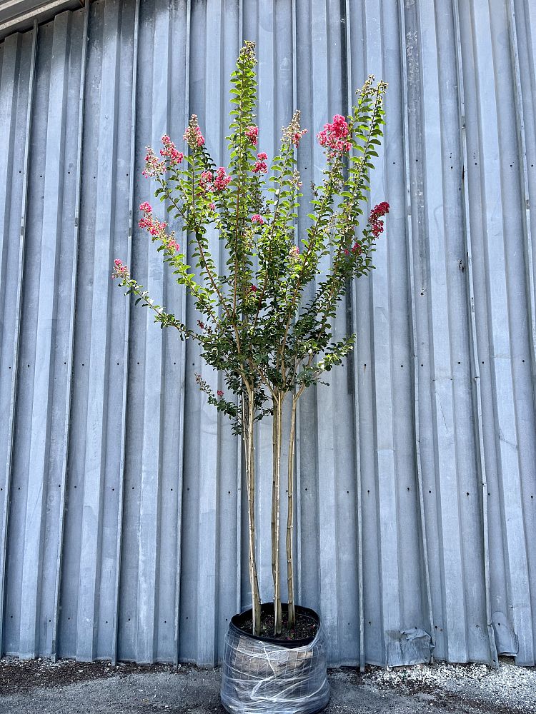 lagerstroemia-fauriei-tuscarora-japanese-crape-myrtle
