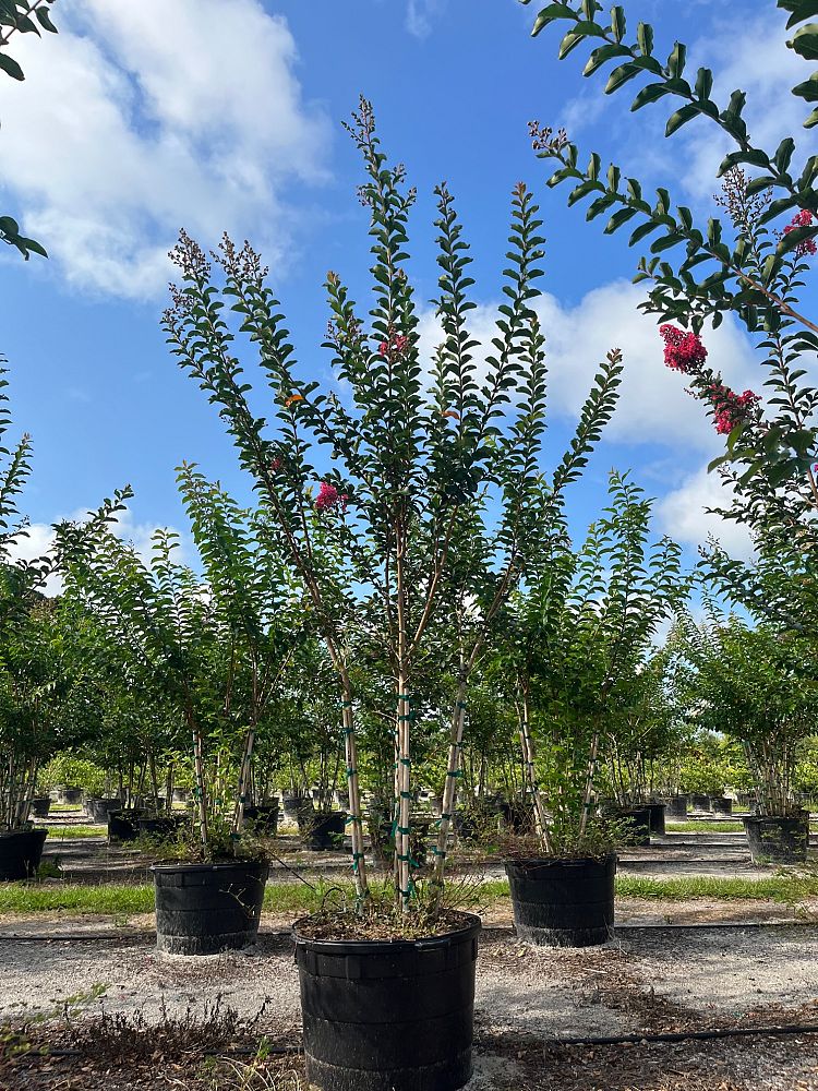 lagerstroemia-fauriei-tuscarora-japanese-crape-myrtle