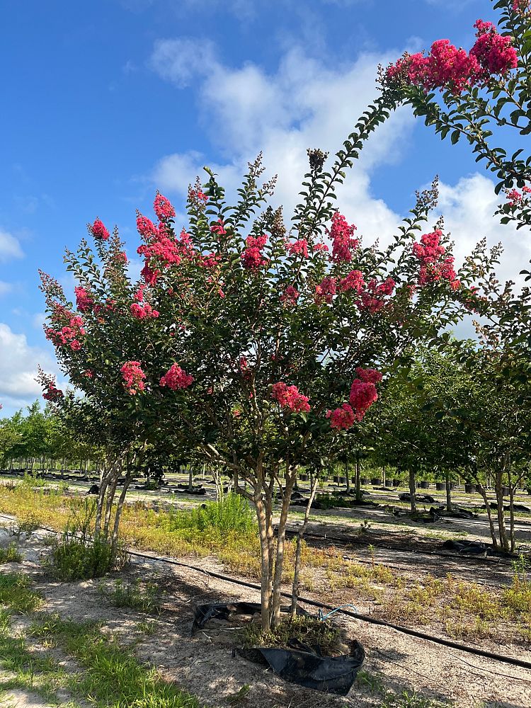 lagerstroemia-fauriei-tuscarora-japanese-crape-myrtle