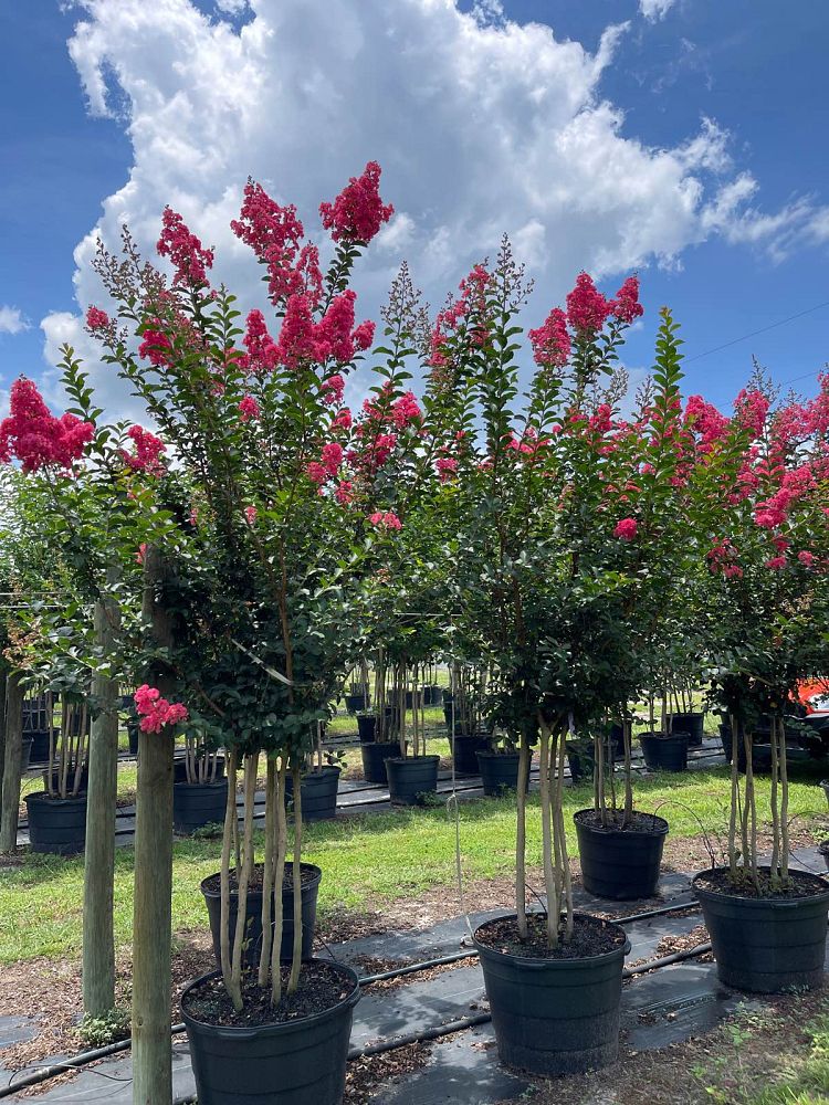 lagerstroemia-fauriei-tuscarora-japanese-crape-myrtle