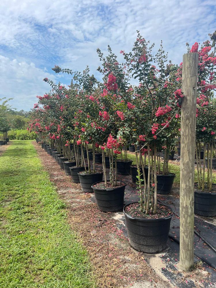 lagerstroemia-fauriei-tuscarora-japanese-crape-myrtle