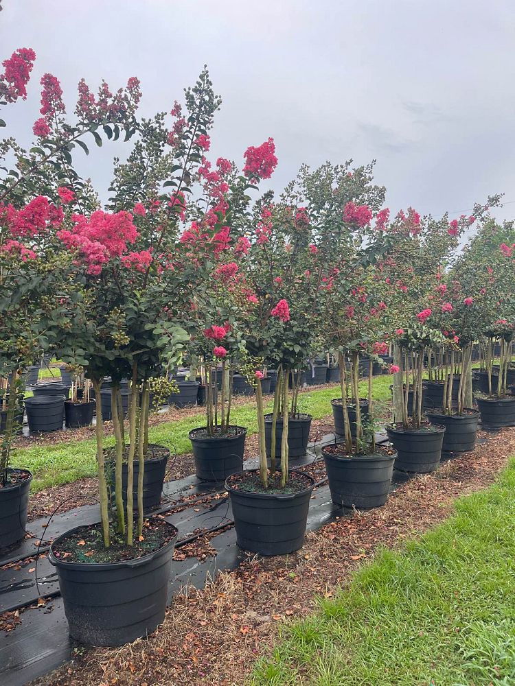 lagerstroemia-fauriei-tuscarora-japanese-crape-myrtle