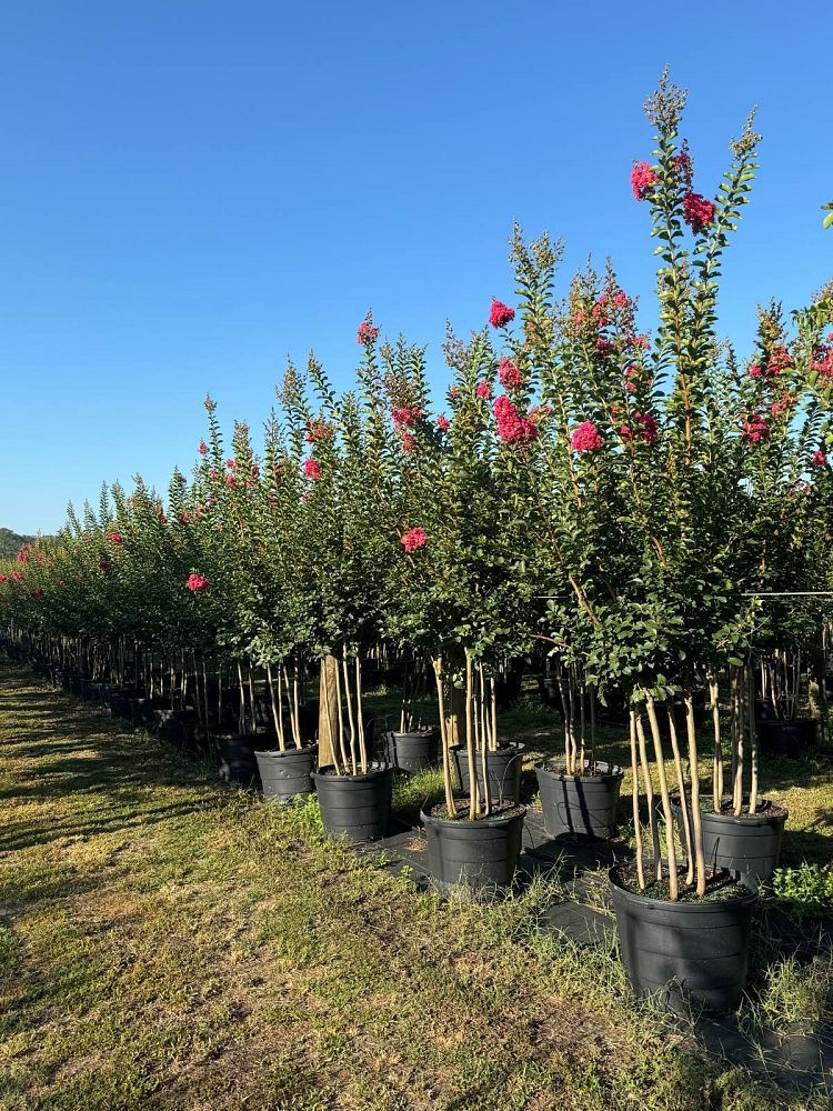 lagerstroemia-fauriei-tuscarora-japanese-crape-myrtle