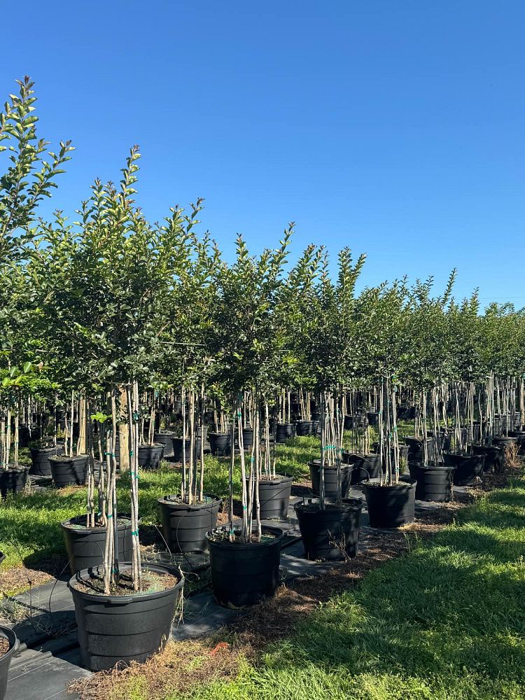 lagerstroemia-fauriei-tuscarora-japanese-crape-myrtle
