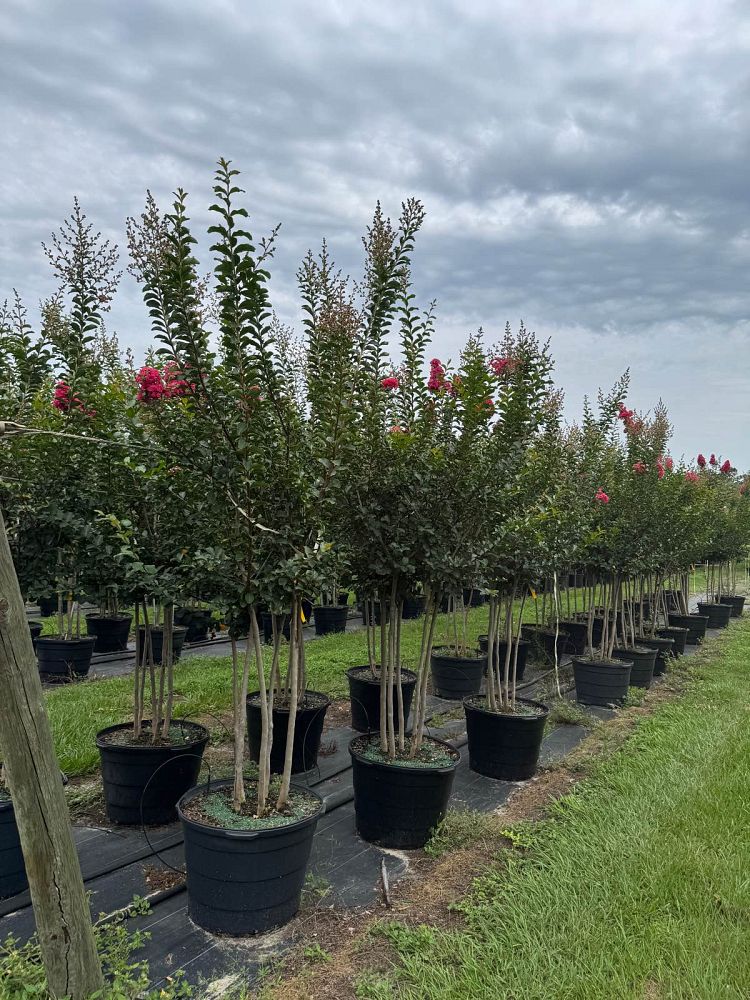 lagerstroemia-fauriei-tuscarora-japanese-crape-myrtle