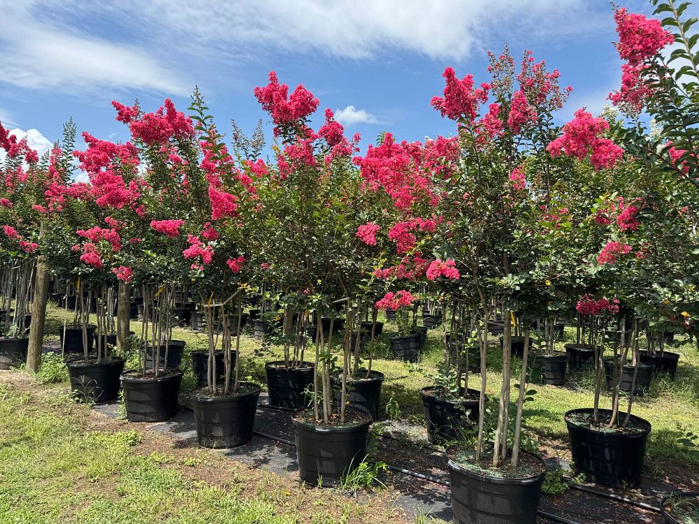 lagerstroemia-fauriei-tuscarora-japanese-crape-myrtle