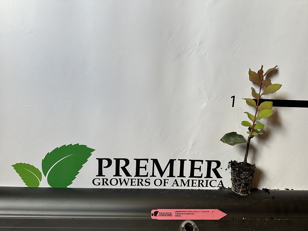 lagerstroemia-fauriei-tuscarora-japanese-crape-myrtle
