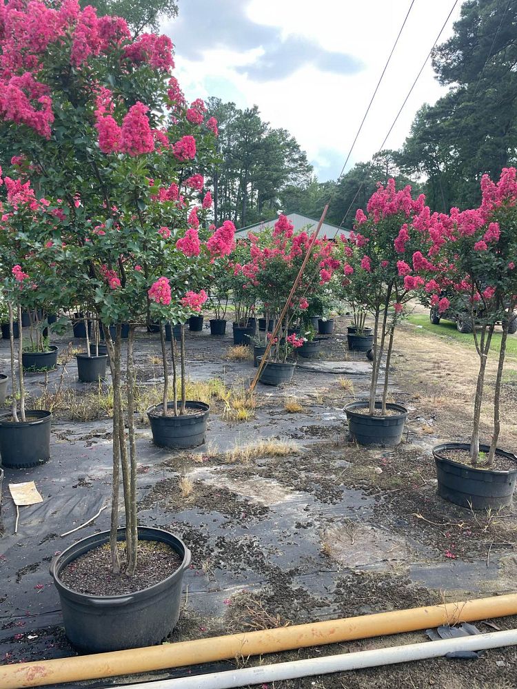 lagerstroemia-fauriei-tuscarora-japanese-crape-myrtle