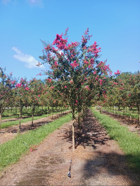 lagerstroemia-fauriei-tuscarora-japanese-crape-myrtle
