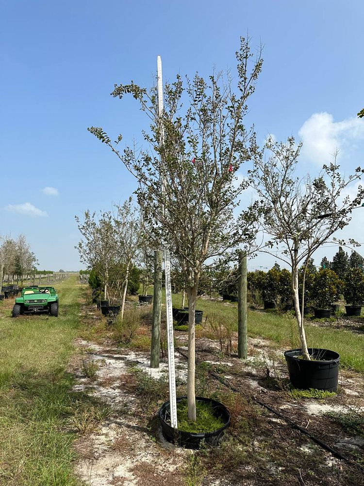 lagerstroemia-fauriei-tuscarora-japanese-crape-myrtle
