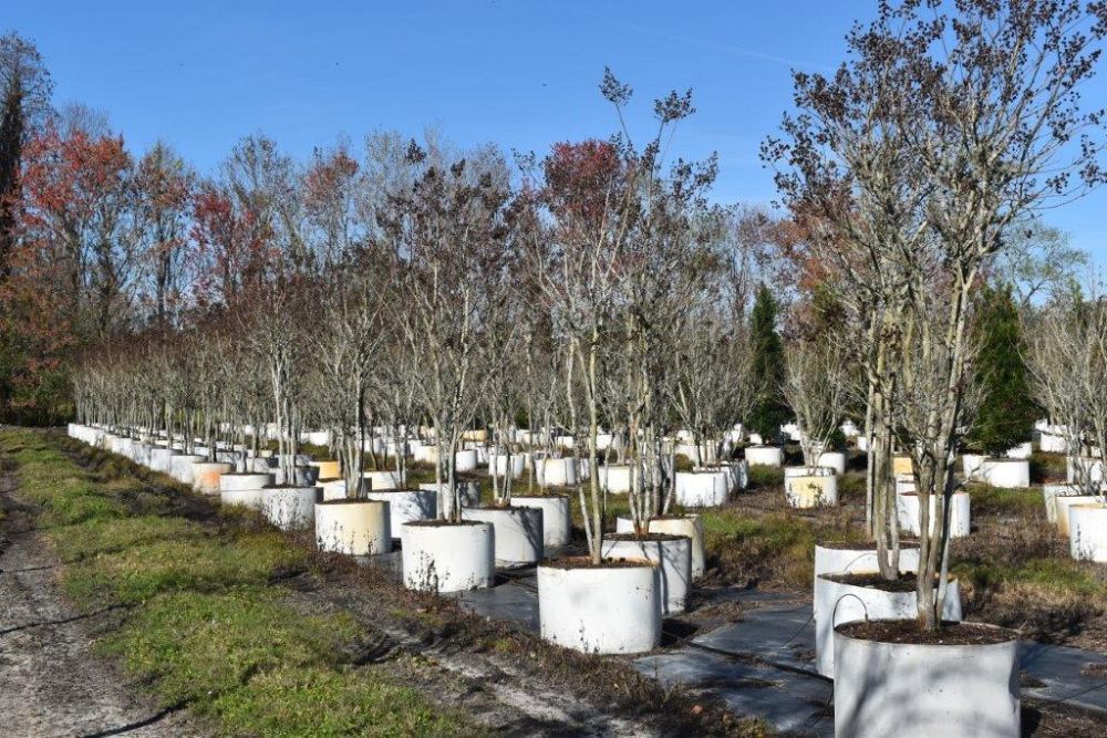 lagerstroemia-fauriei-tuscarora-japanese-crape-myrtle